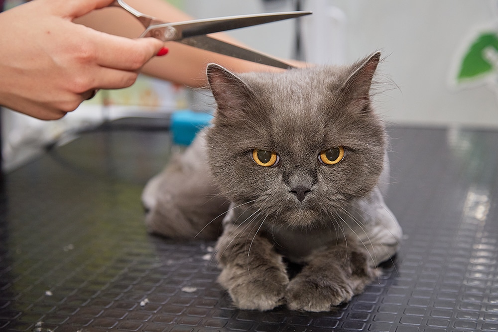 A gray cat lying on a grooming table while a person trims its fur with scissors.