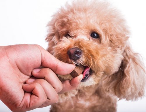 Heartworm prevention-year round protection