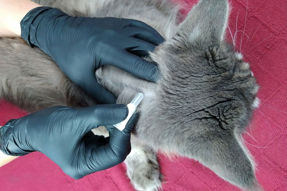 Applying flea and tick treatment drops to a dog’s skin for parasite prevention.