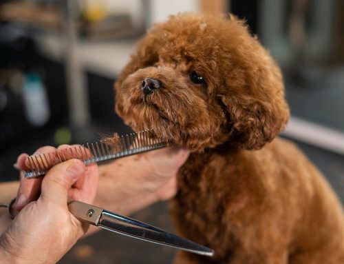 The benefits of regular grooming for your pets skin and coat health.