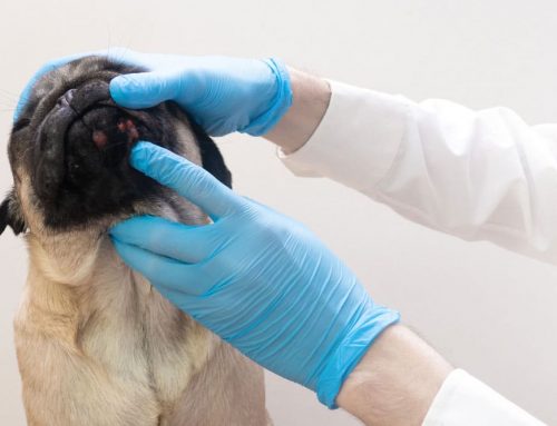 Heartworm prevention-year round protection