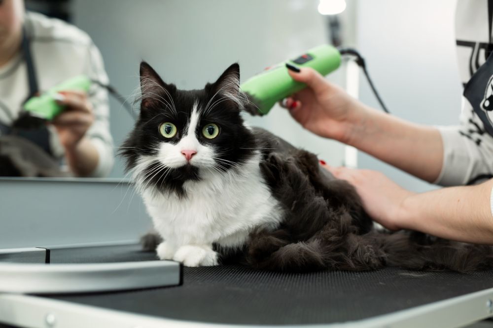 Black and white long-haired cat being groomed with clippers on a grooming table, with a groomer’s hands visible.