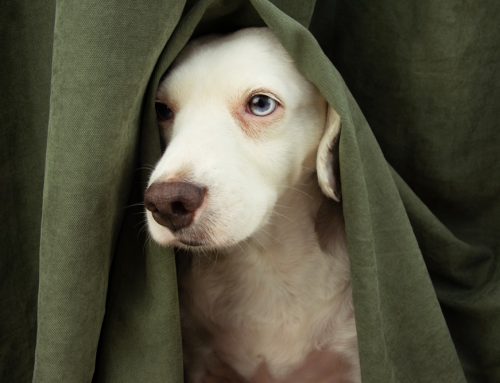 Separation anxiety in dogs-how to help your pet when your away