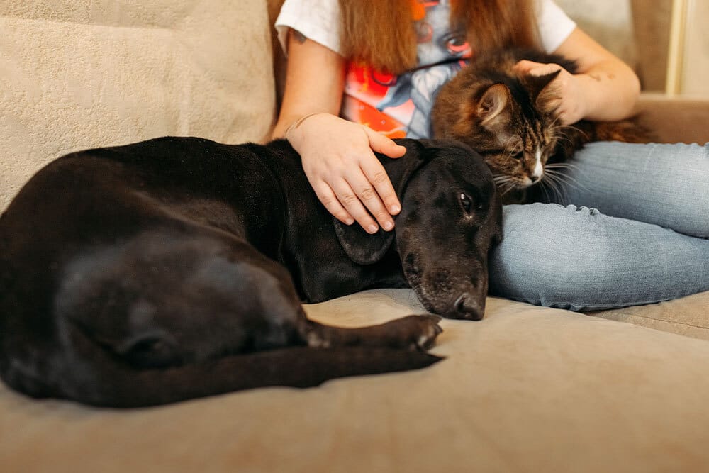 Peaceful pet moment showing calm and comfort between dog and owner