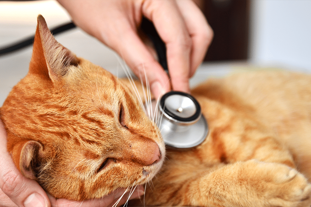Veterinarian checking a cat’s heart with a stethoscope during a veterinary examination.