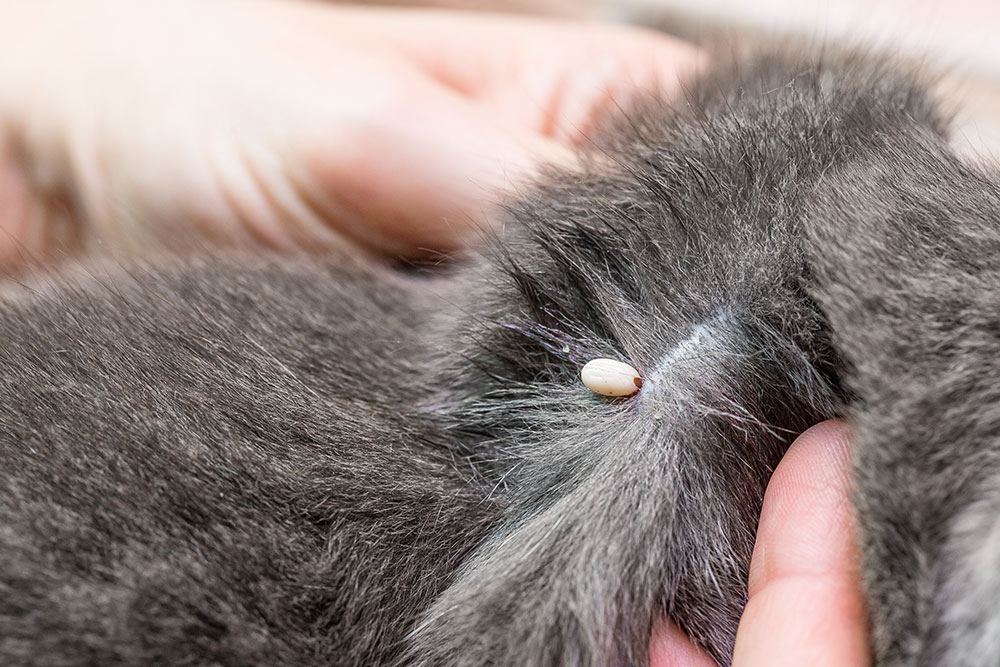 A macro close-up shot showing human hands gently parting the thick grey fur of a cat to reveal a small, engorged white or light-colored tick firmly attached to the skin.