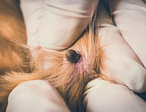 Ticks and Lyme Disease: What Dog Owners Need to Know About Risk and Prevention
