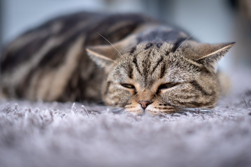 Pet owner giving medication to a cat, highlighting feline medication administration, treatment compliance, and at-home care for managing health conditions.