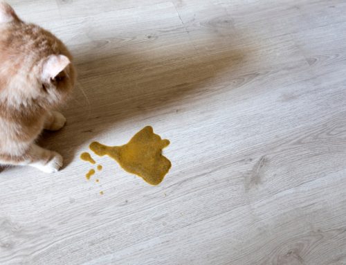 When Should You Worry About Your Cat Throwing Up? A Practical Guide