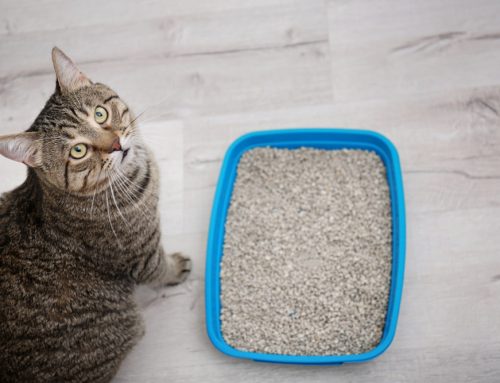 Is Your Cat Straining in the Litter Box? Signs of a Dangerous Urinary Blockage