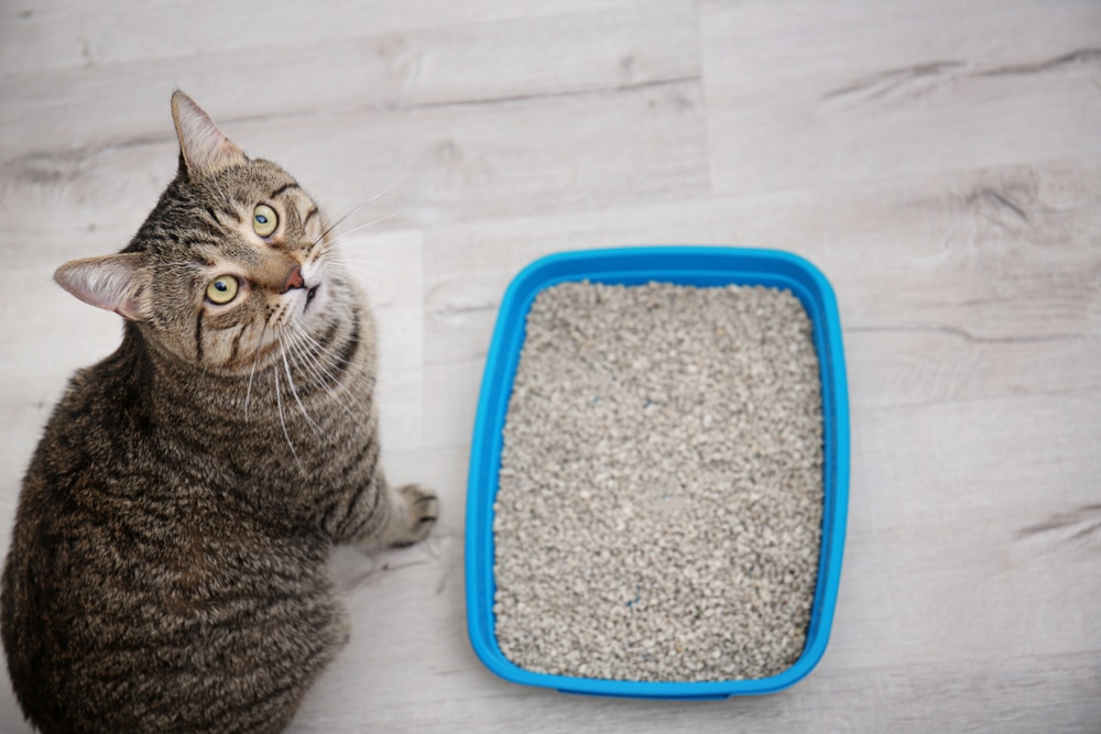Cat straining in a litter box, a potential sign of a urinary blockage that requires immediate veterinary attention.