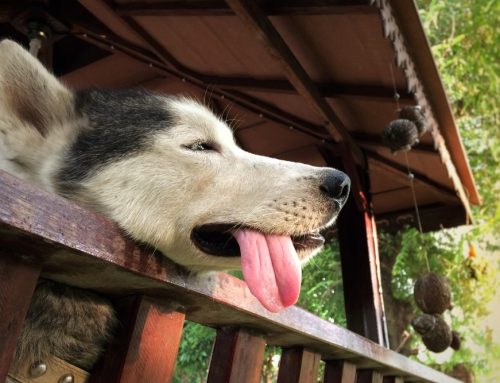Heat-Related Emergencies in Pets: Summer Safety Tips Every Owner Should Know