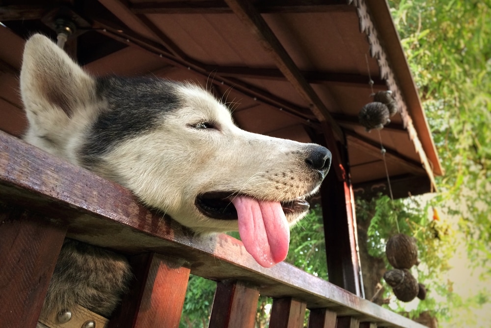 Dog showing signs of dehydration during a veterinary examination to assess hydration status and overall health.
