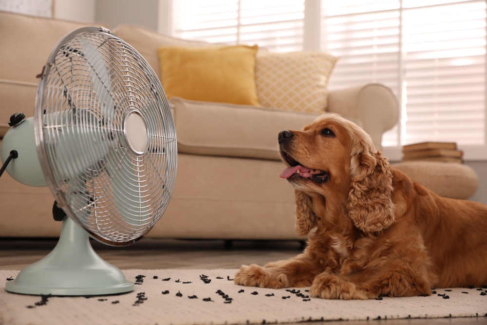 Dog cooling off outdoors to help regulate body temperature and prevent overheating during hot weather.