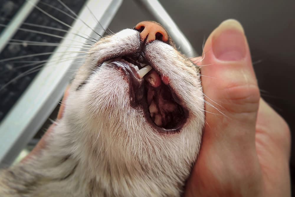 A macro close-up shot from below showing a person gently lifting a cat's lip to inspect its mouth, revealing a pink nose, white fur around the chin, and missing upper teeth along the gums.