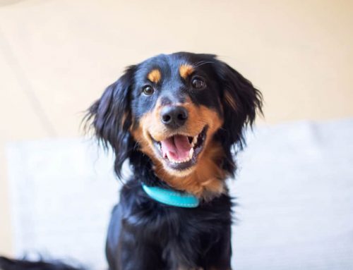 How Do I Keep My Pet Busy Without Wrecking Their Teeth?