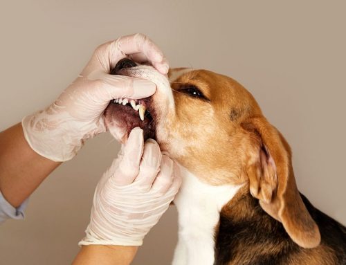Why Does Routine Dental Care Matter So Much for Dogs and Cats?
