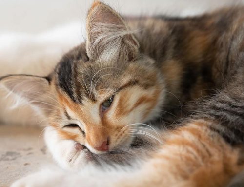 How Can You Tell If Your Dog or Cat Is in Pain?