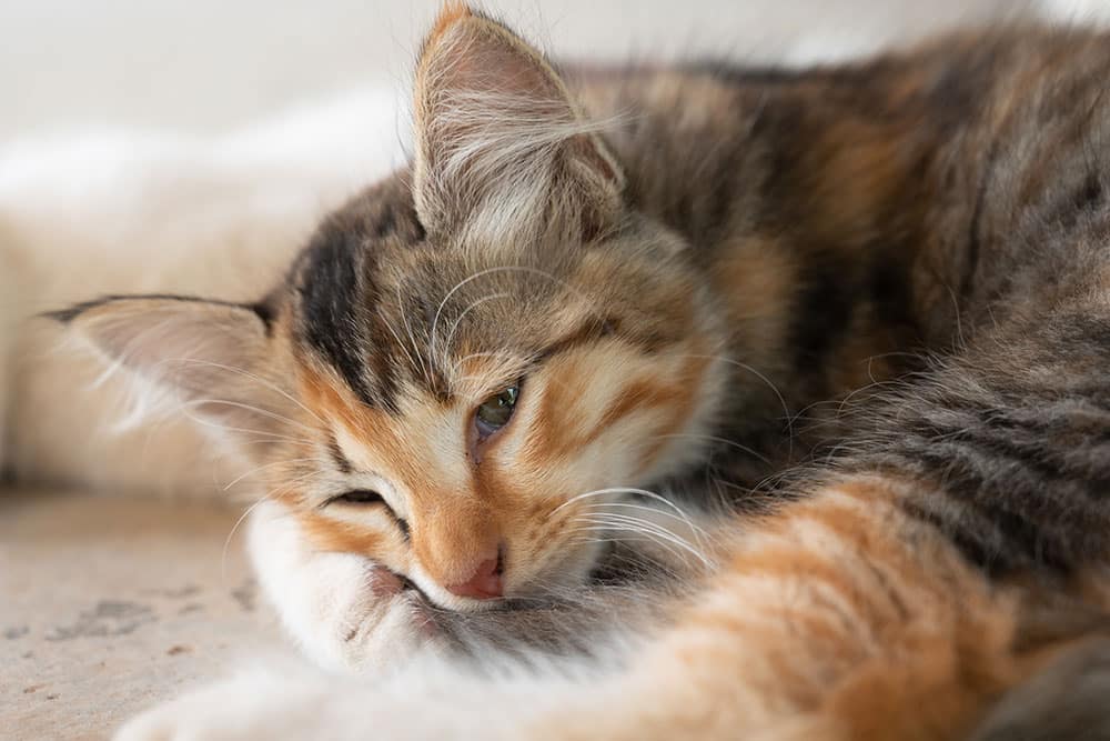 A extreme close-up shot of a small calico kitten lying down with its head resting gently on its white front paw, half-closing its eyes sleepily.