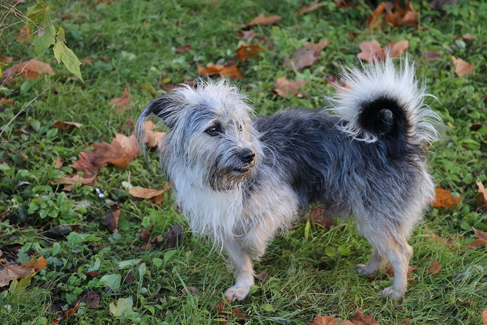 An eye-level full shot of a small, scruffy-coated grey, black, and white terrier mix standing on a grassy lawn scattered with fallen autumn leaves, lifting one front paw with its bushy tail curled over its back.