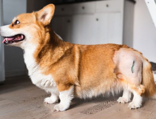 How Can You Tell If Your Dog Has Hip Dysplasia?