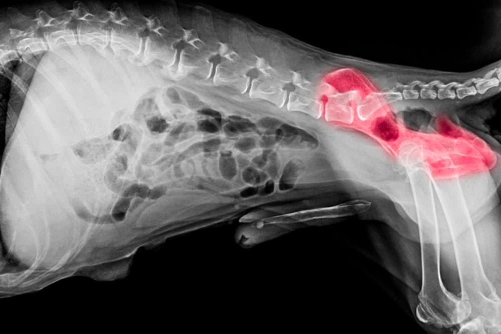 Lateral X-ray of a dog focusing on the spine and highlighted pelvic region showing bone structure.